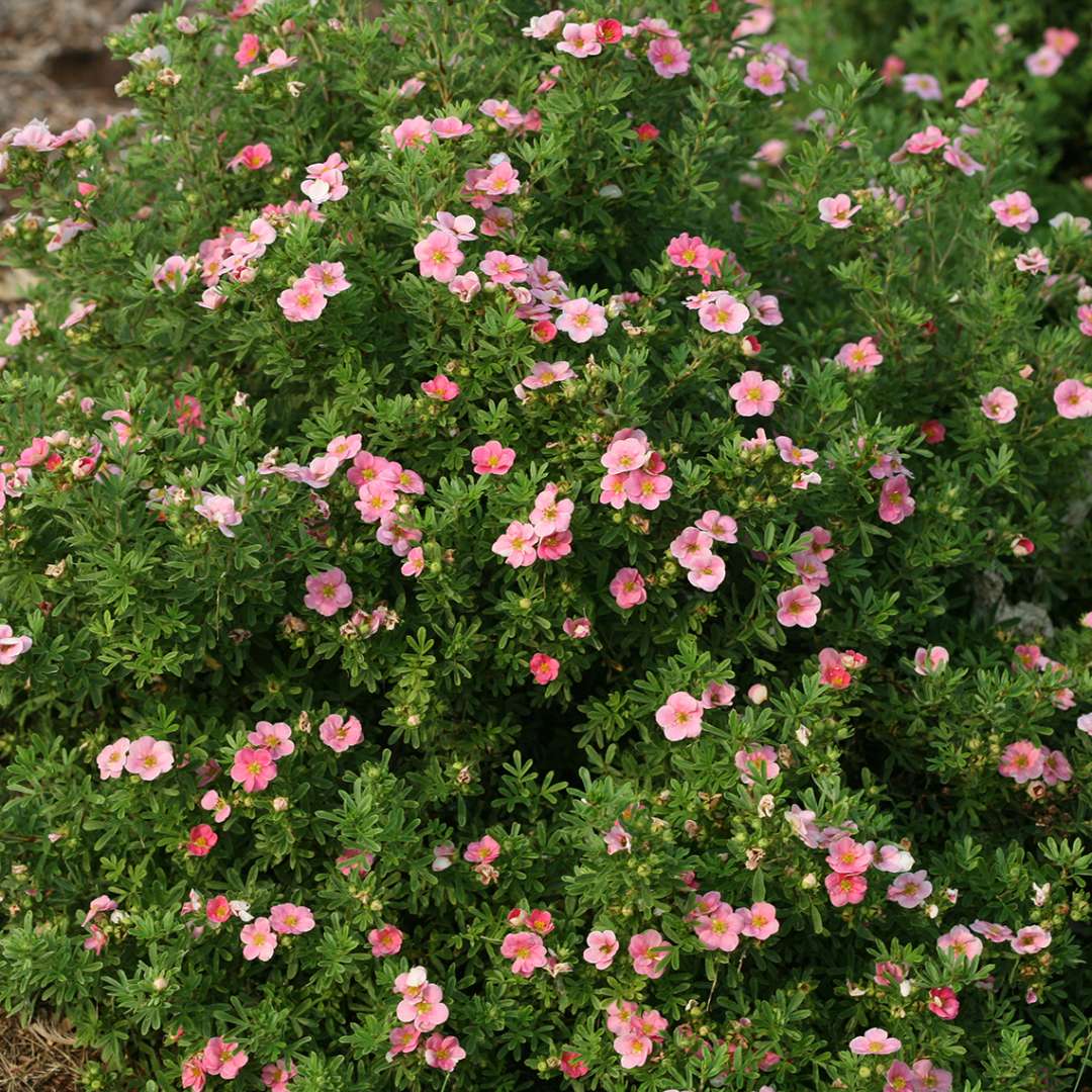 Tightly mounded Happy Face Pink Paradise potentilla covered with pink blooms